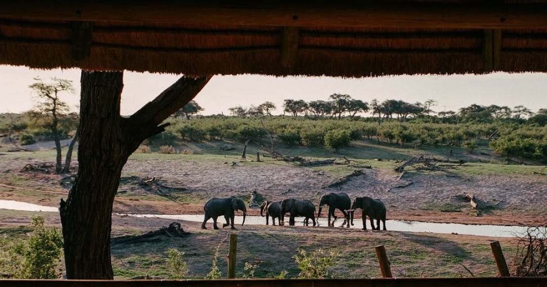 14 Luxury African Safari Lodges & Resorts for an Unforgettable Honeymoon