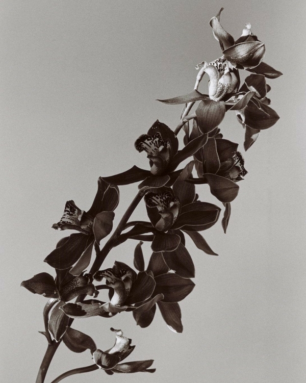 Delicate Perfumes for Women | Wedding perfumes | Dainty, With Floral Notes, the Most Feminine Fragrance