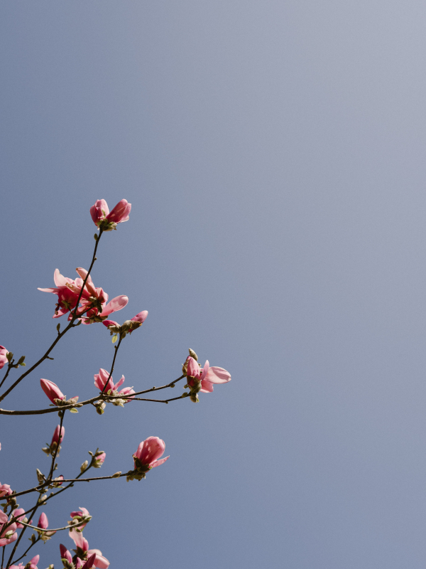 Photographers Taylor English