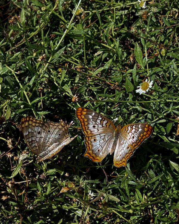 Where to Go on a Date in Los Angeles This Spring?