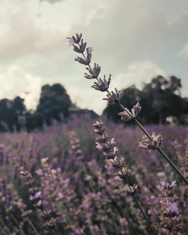 Romantic things to do on Long Island | Couples activities | Romantic Places For Weekend