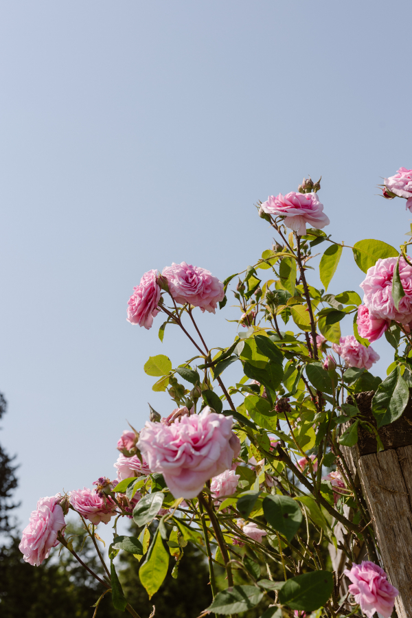 Photographers Agnes Black