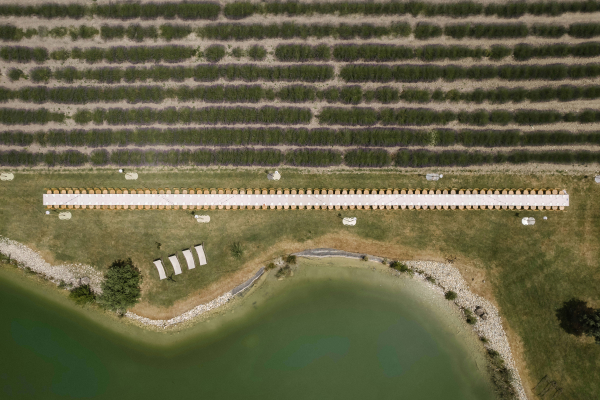 Cakes & Catering Citron Pavot