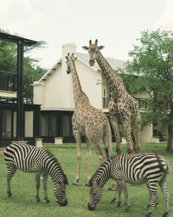 A Soulful African Destination Wedding in Zambia with Roaming Wildlife & a Luxury 1920s Steam Train
