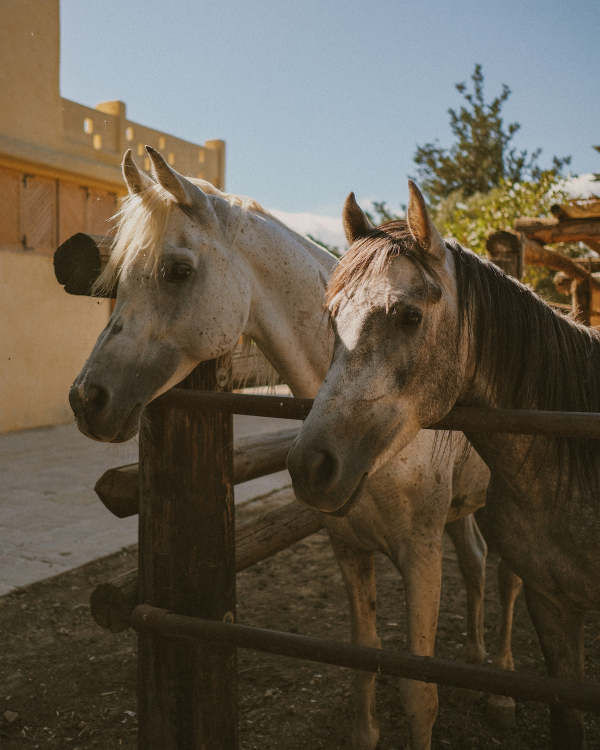 A Lush Fusion of Nature and Elegance in the Heart of the Lebanese Countryside