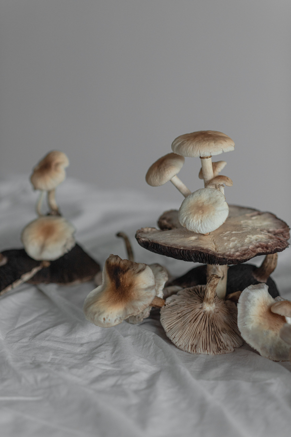 Florists Bosque Concept