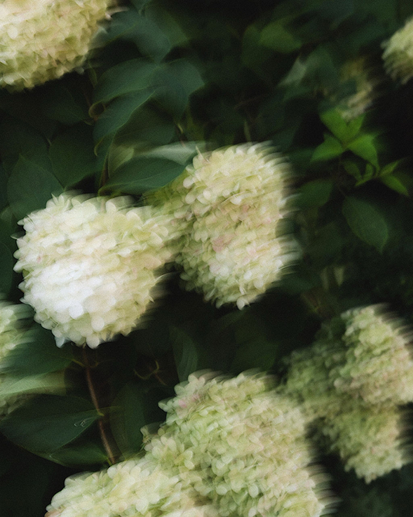 Photographers Eden Xuân