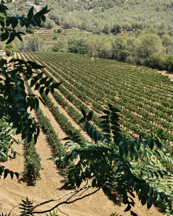An Enchanting Indian Wedding Amongst a Coastal Vineyard Villa in Spain