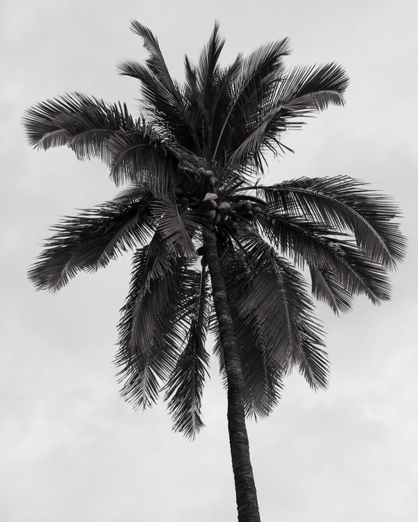 A Dual-Ceremony Wedding Weekend Where Indian Tradition Meets the Spirit of Hawaii