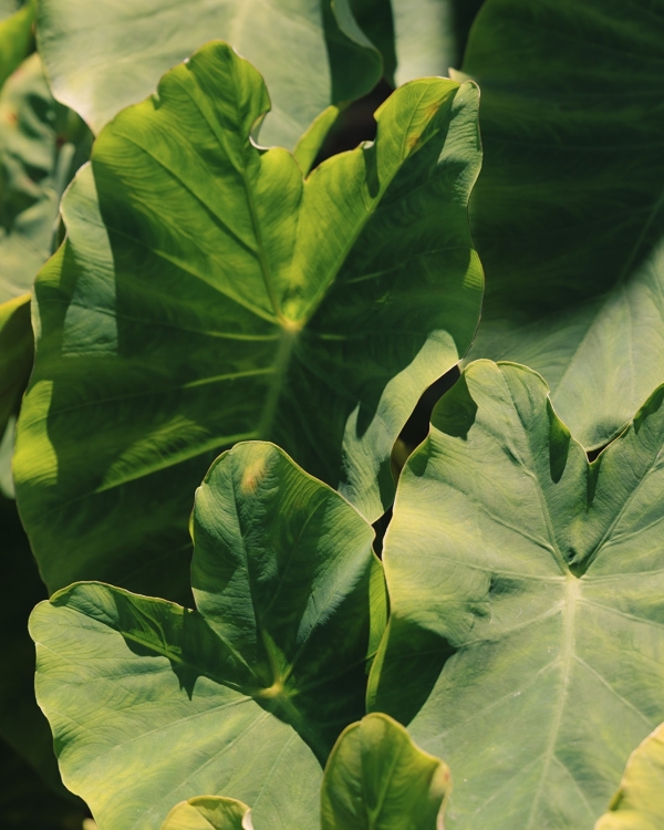 A Dual-Ceremony Wedding Weekend Where Indian Tradition Meets the Spirit of Hawaii