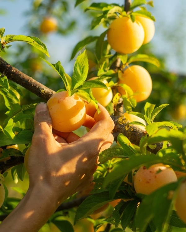 Planning a Wedding in Tuscany? Discover Why Il Borgo di Vignamaggio is the Dream Venue