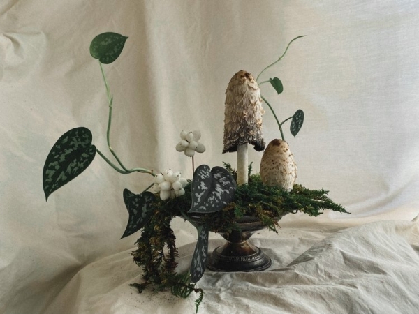 Florists Phosphorus Botanical