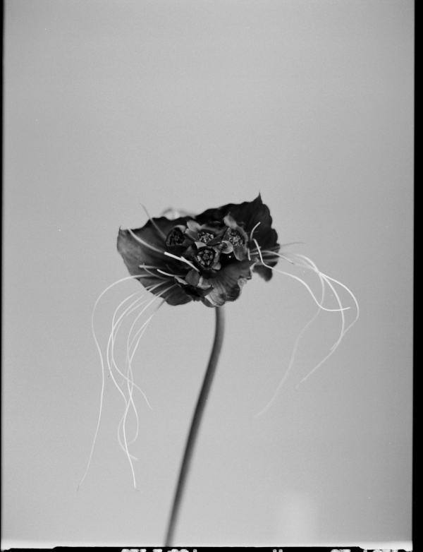 Elegance Meets Modern Edge