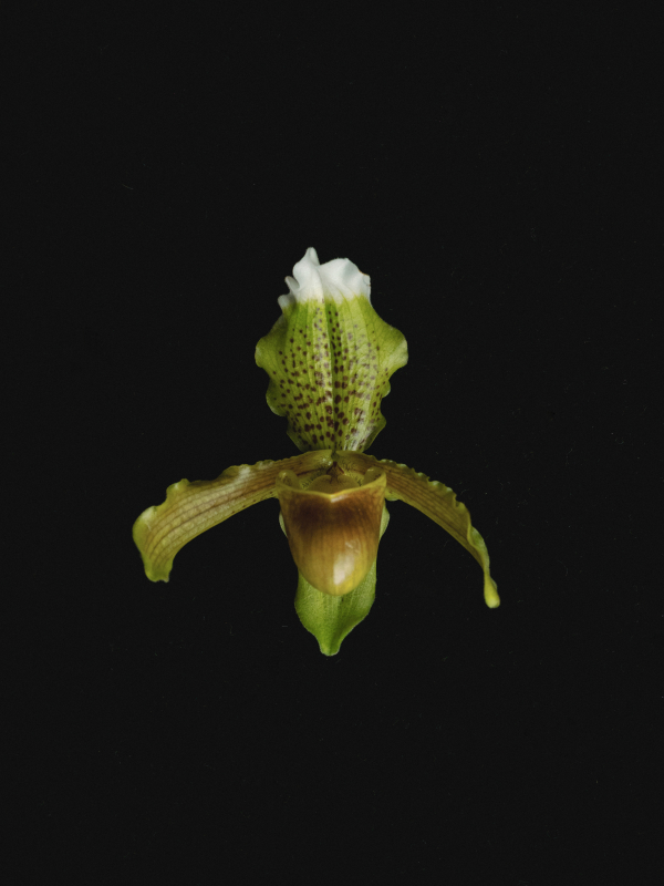 Elegance Meets Modern Edge