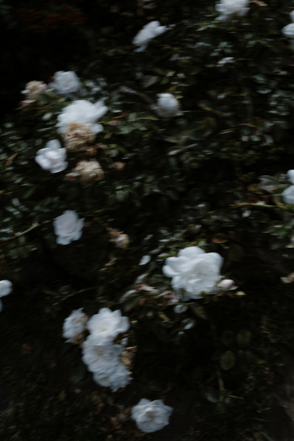 Photographers Francesca Angrisano