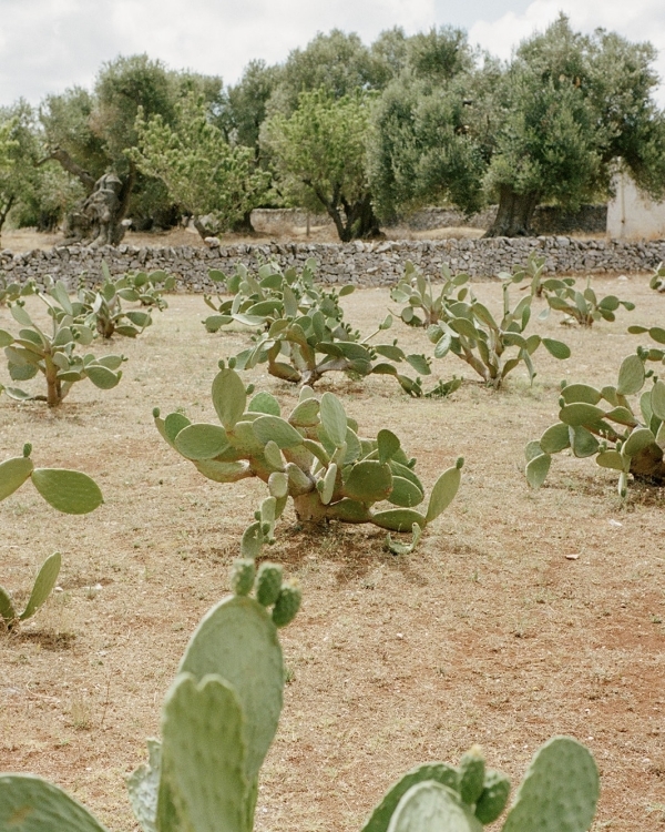 A Vivid Wedding Celebration in Puglia’s Idyllic Countryside