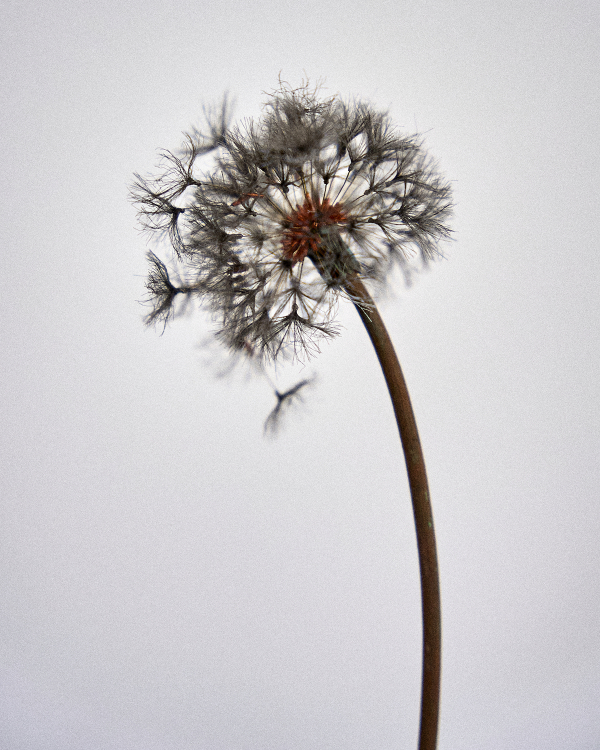 Inside Balbosté’s Paris Culinary Experience: Le Premier Dîner