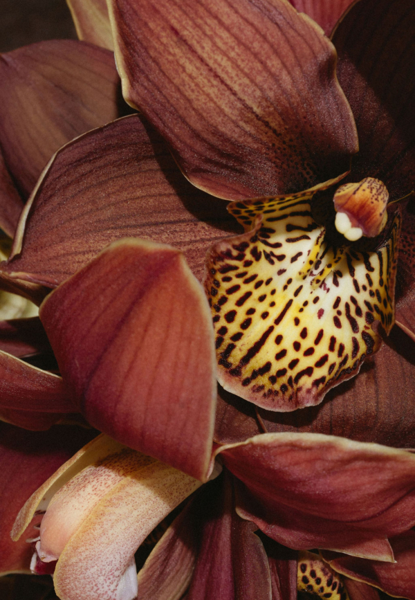 Florists Bloomhausadl