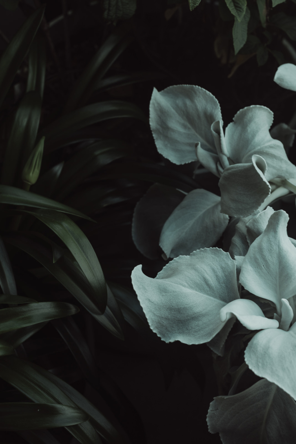 Photographers Luke Bell