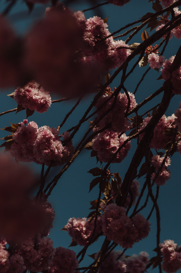 Photographers Luke Bell