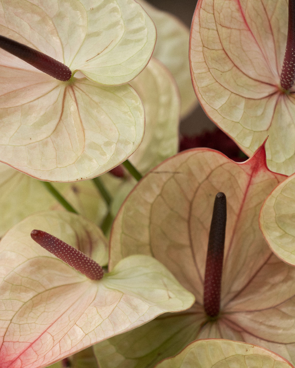 Where Wedding Styling Meets Florals: Inside Otro Cantar’s World