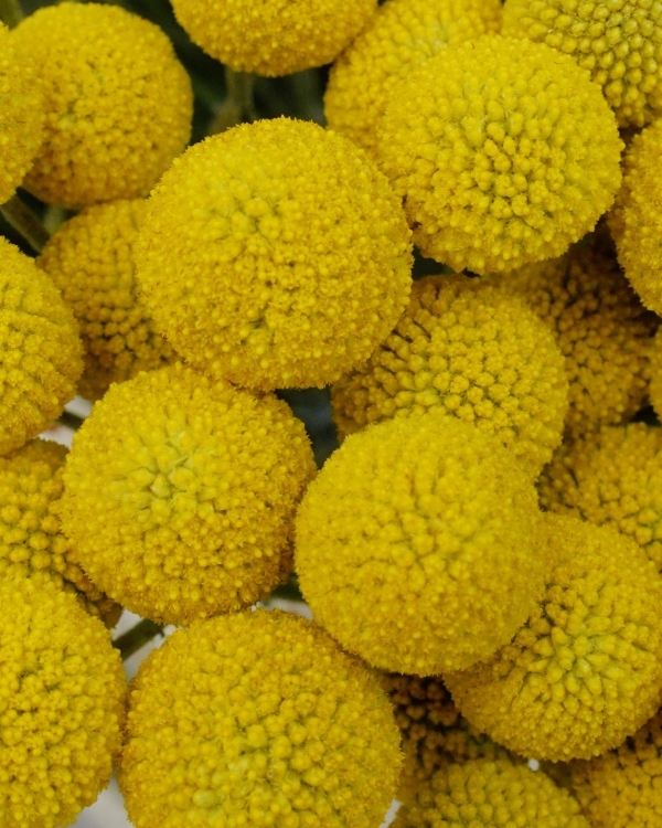 In Conversation: Carolina Spencer