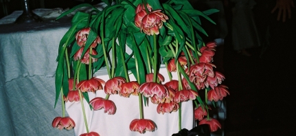 Florists Botanicals By B