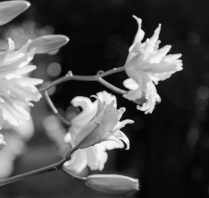 Photographers Anna Roussos