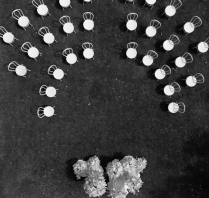 Florists The Petal Project